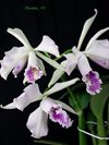 Cattleya maxima 